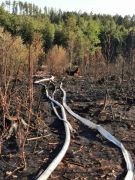 Waldbrand Schwarzes Holz